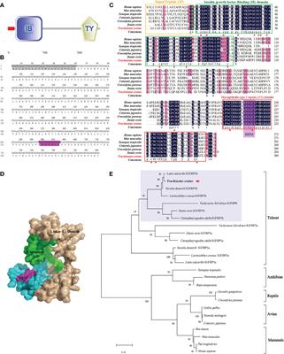 Insulin-like growth factor binding protein 5b of Trachinotus ovatus and its heparin-binding motif play a critical role in host antibacterial immune responses via NF-κB pathway